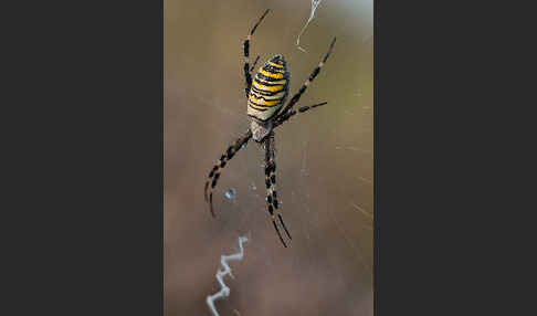 Wespenspinne (Argiope bruennichi)