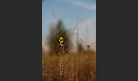 Wespenspinne (Argiope bruennichi)