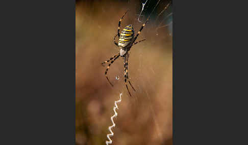 Wespenspinne (Argiope bruennichi)