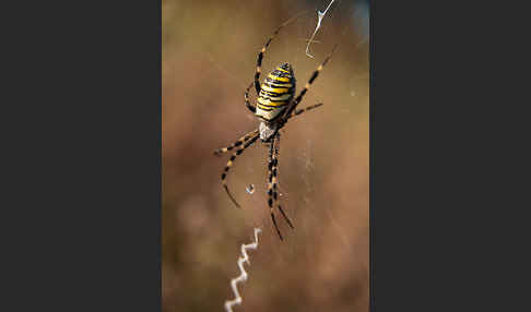 Wespenspinne (Argiope bruennichi)