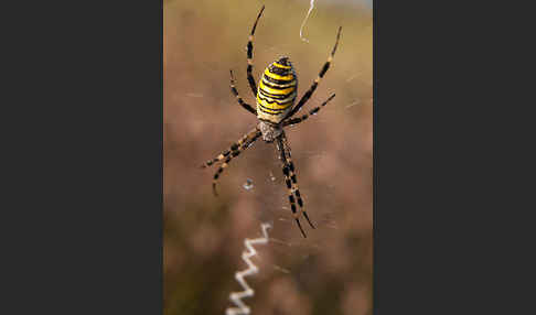 Wespenspinne (Argiope bruennichi)