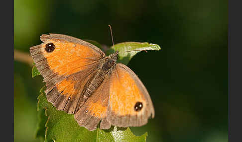 Rostbraunes Ochsenauge (Pyronia tithonus)