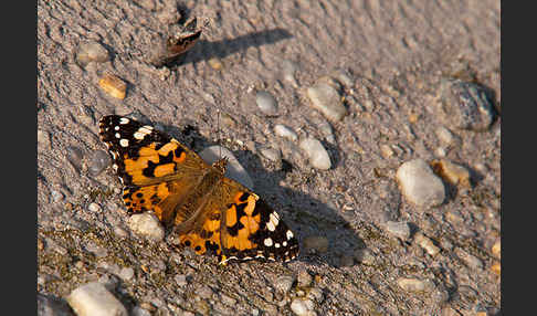 Distelfalter (Cynthia cardui)