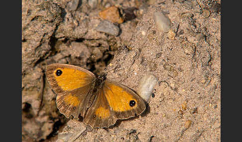 Rostbraunes Ochsenauge (Pyronia tithonus)