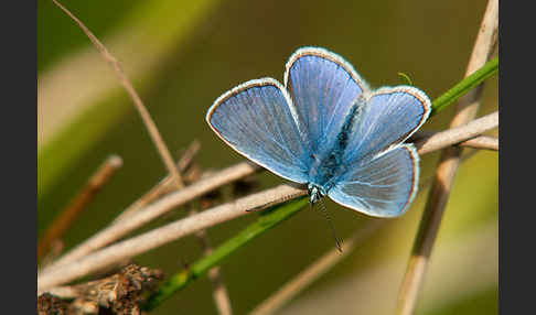 Gemeiner Bläuling (Polyommatus icarus)