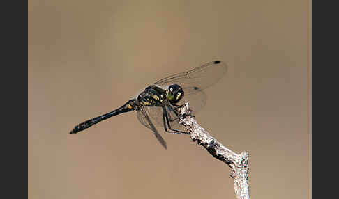 Schwarze Heidelibelle (Sympetrum danae)