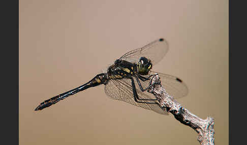 Schwarze Heidelibelle (Sympetrum danae)