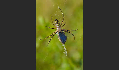 Wespenspinne (Argiope bruennichi)