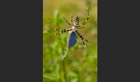 Wespenspinne (Argiope bruennichi)