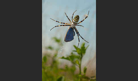 Wespenspinne (Argiope bruennichi)