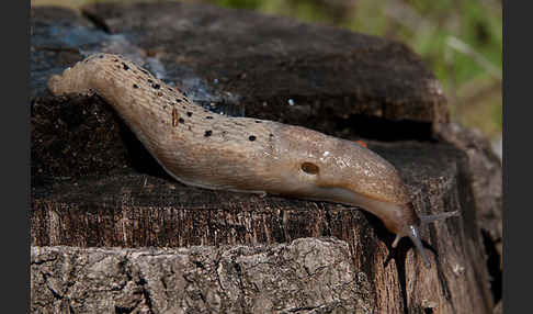 Schwarzer Schnegel (Limax cinereoniger)