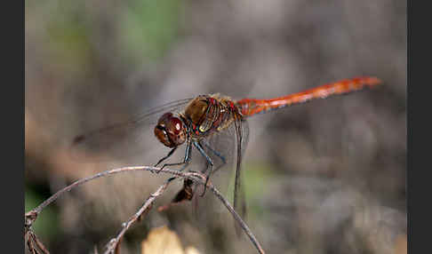 Große Heidelibelle (Sympetrum striolatum)