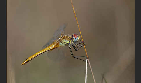 Frühe Heidelibelle (Sympetrum fonscolombei)