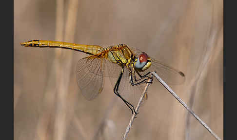 Frühe Heidelibelle (Sympetrum fonscolombei)