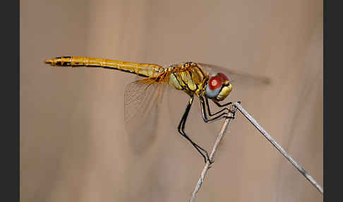 Frühe Heidelibelle (Sympetrum fonscolombei)