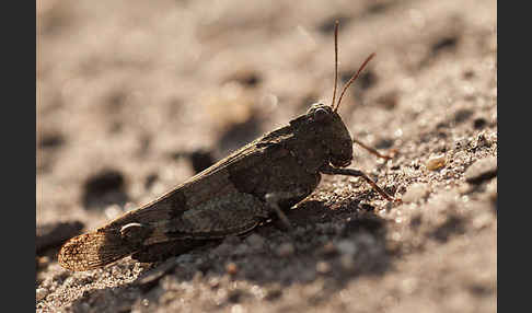 Blauflügelige Oedlandschrecke (Oedipoda caerulescens)