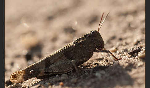 Blauflügelige Oedlandschrecke (Oedipoda caerulescens)