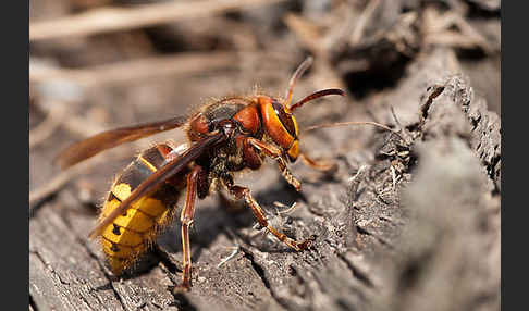 Hornisse (Vespa crabro)