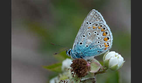 Gemeiner Bläuling (Polyommatus icarus)