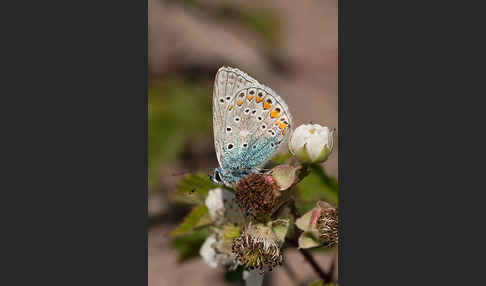 Gemeiner Bläuling (Polyommatus icarus)