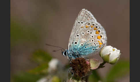 Gemeiner Bläuling (Polyommatus icarus)