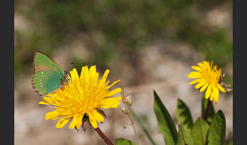 Brombeerzipfelfalter (Callophrys rubi)