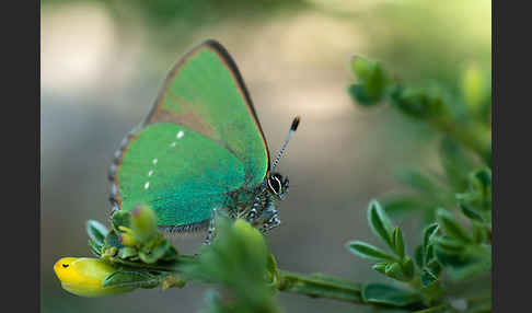 Brombeerzipfelfalter (Callophrys rubi)