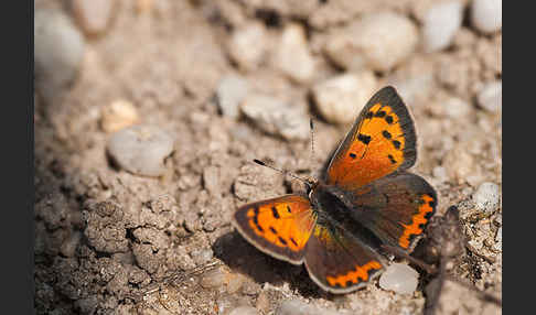 Kleiner Feuerfalter (Lycaena phlaeas)