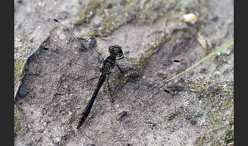 Schwarze Heidelibelle (Sympetrum danae)