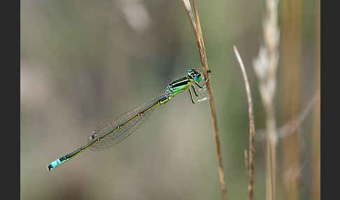 Kleine Pechlibelle (Ischnura pumilio)