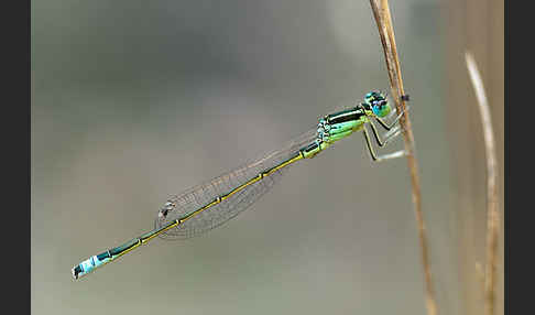 Kleine Pechlibelle (Ischnura pumilio)