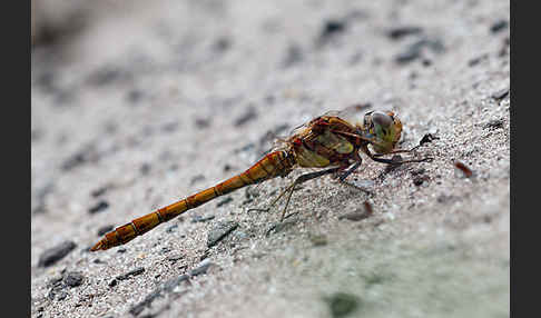 Große Heidelibelle (Sympetrum striolatum)