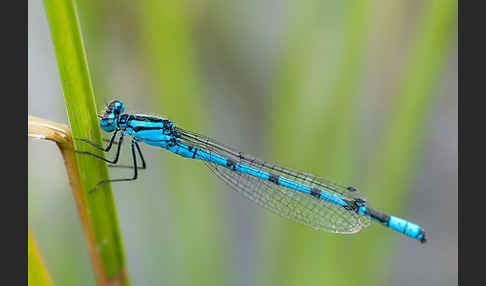 Becher-Azurjungfer (Enallagma cyathigerum)