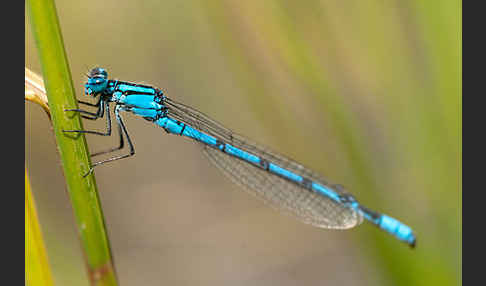 Becher-Azurjungfer (Enallagma cyathigerum)