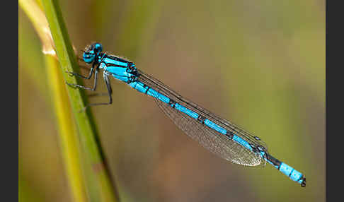 Becher-Azurjungfer (Enallagma cyathigerum)