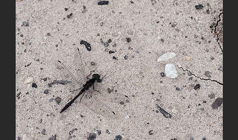 Schwarze Heidelibelle (Sympetrum danae)