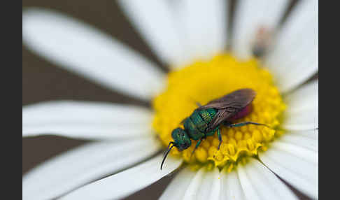 Goldwespe spec. (Hedychrum gerstaeckeri)