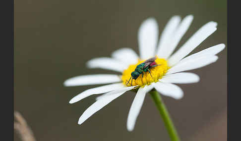 Goldwespe spec. (Hedychrum gerstaeckeri)