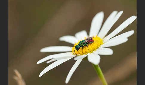 Goldwespe spec. (Hedychrum gerstaeckeri)