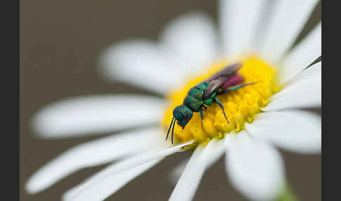 Goldwespe spec. (Hedychrum gerstaeckeri)