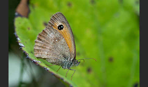 Rostbraunes Ochsenauge (Pyronia tithonus)