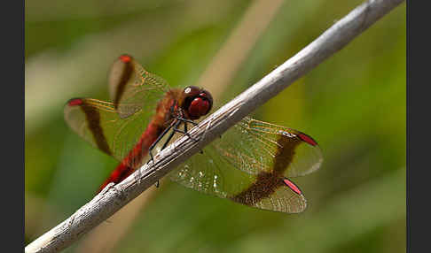 Gebänderte Heidelibelle (Sympetrum pedemontanum)