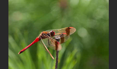 Gebänderte Heidelibelle (Sympetrum pedemontanum)