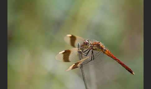 Gebänderte Heidelibelle (Sympetrum pedemontanum)