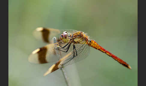 Gebänderte Heidelibelle (Sympetrum pedemontanum)