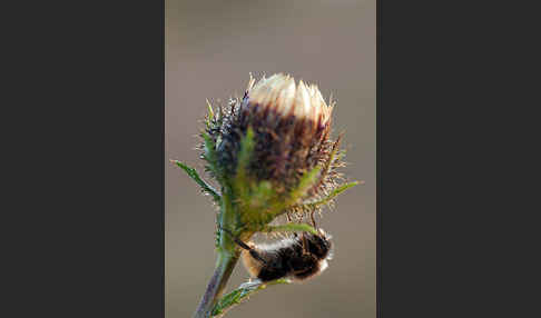 Steinhummel (Bombus lapidarius)