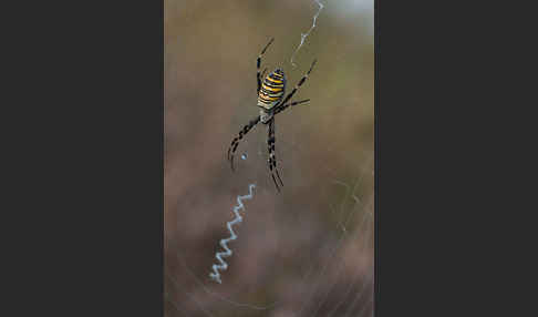 Wespenspinne (Argiope bruennichi)