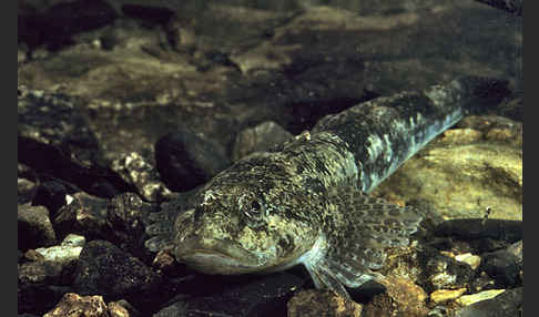 Westgroppe (Cottus gobio)