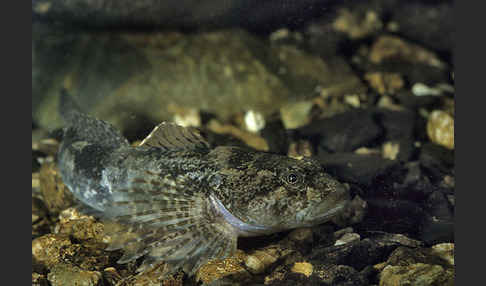 Westgroppe (Cottus gobio)