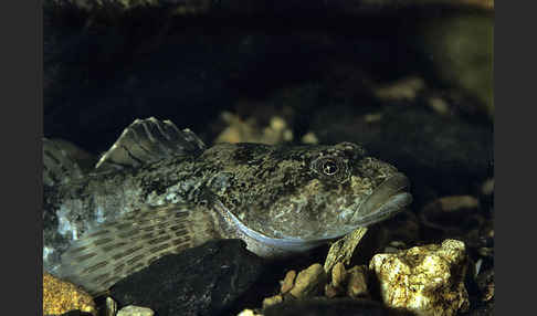 Westgroppe (Cottus gobio)